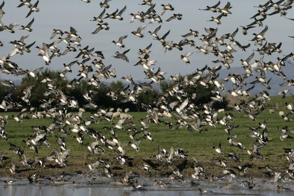 Wigeon, Anas Penelope — Fotografia de Stock