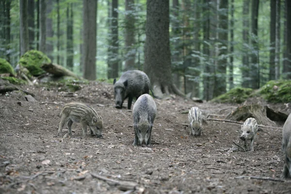 Wildschweine, Sus scrofa — Stockfoto