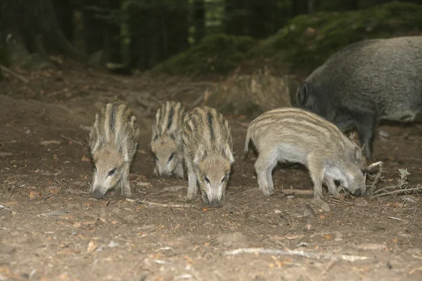 Wildschweine, Sus scrofa — Stockfoto