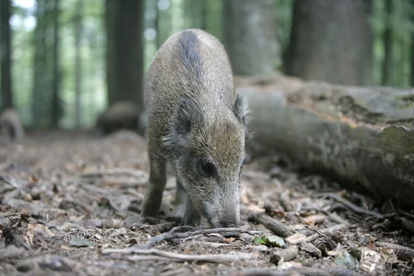 Wild boar, Sus scrofa — Stock Photo, Image