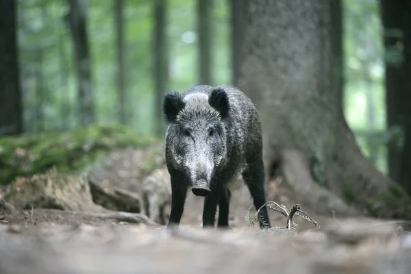 Wildschweine, Sus scrofa — Stockfoto