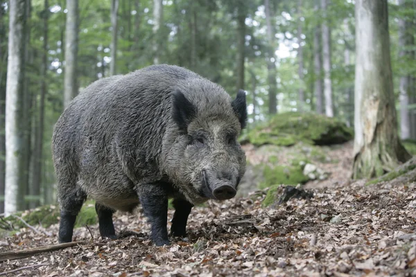 Jabalí, Sus scrofa —  Fotos de Stock