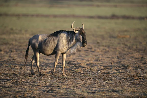 Gnus, connochaetes taurinus — Stockfoto