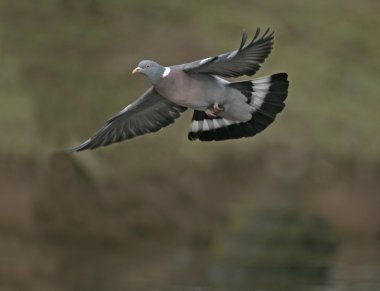 Tahta güvercin, Columba Palumbus