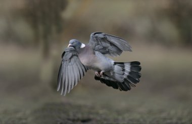 Tahta güvercin, Columba Palumbus