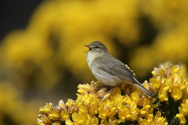 Parula di salice, Phylloscopus trochilus — Foto Stock