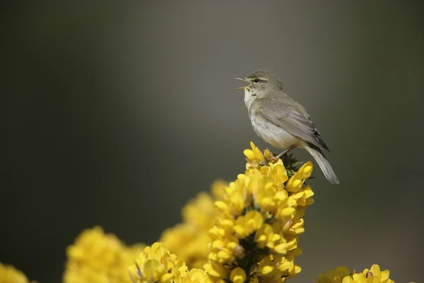 Ивовая славка, Phylloscopus trochilus — стоковое фото