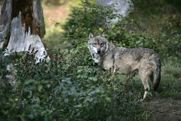 Rött läder bokomslaget — Stockfoto