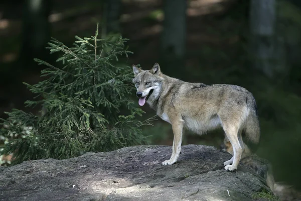 Grey wolf, Canis lupus — Stock Photo, Image