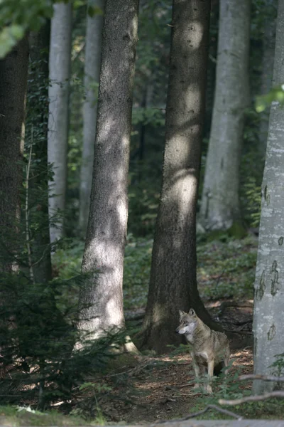 Šedý vlk, vlk — Stock fotografie