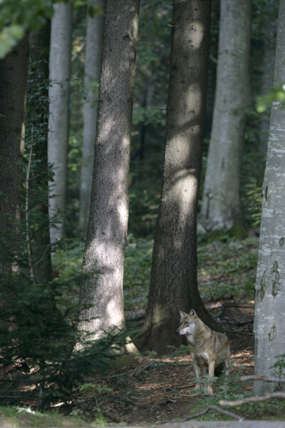 Grey wolf, Canis lupus