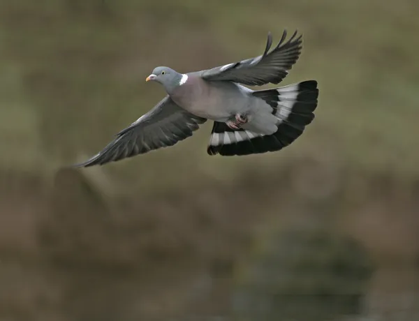 Paloma de madera, Columba palumbus —  Fotos de Stock