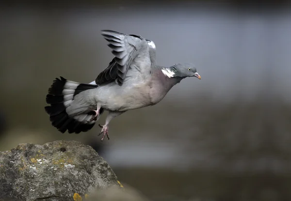 Trædue, Columba palumbus - Stock-foto