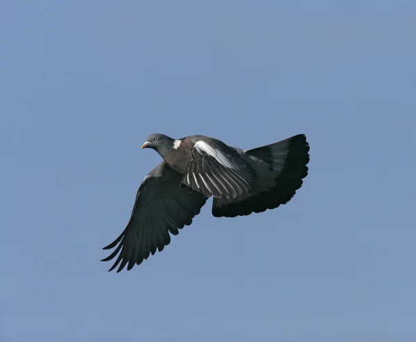 Paloma de madera, Columba palumbus — Foto de Stock