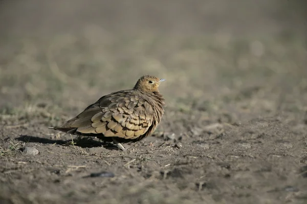 黄喉沙鸡，pterocles gutturalis — 图库照片