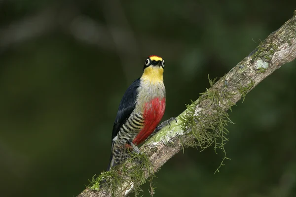 Yellow-fronted woodpecker, Melanerpes flavifrons — Stock Photo, Image