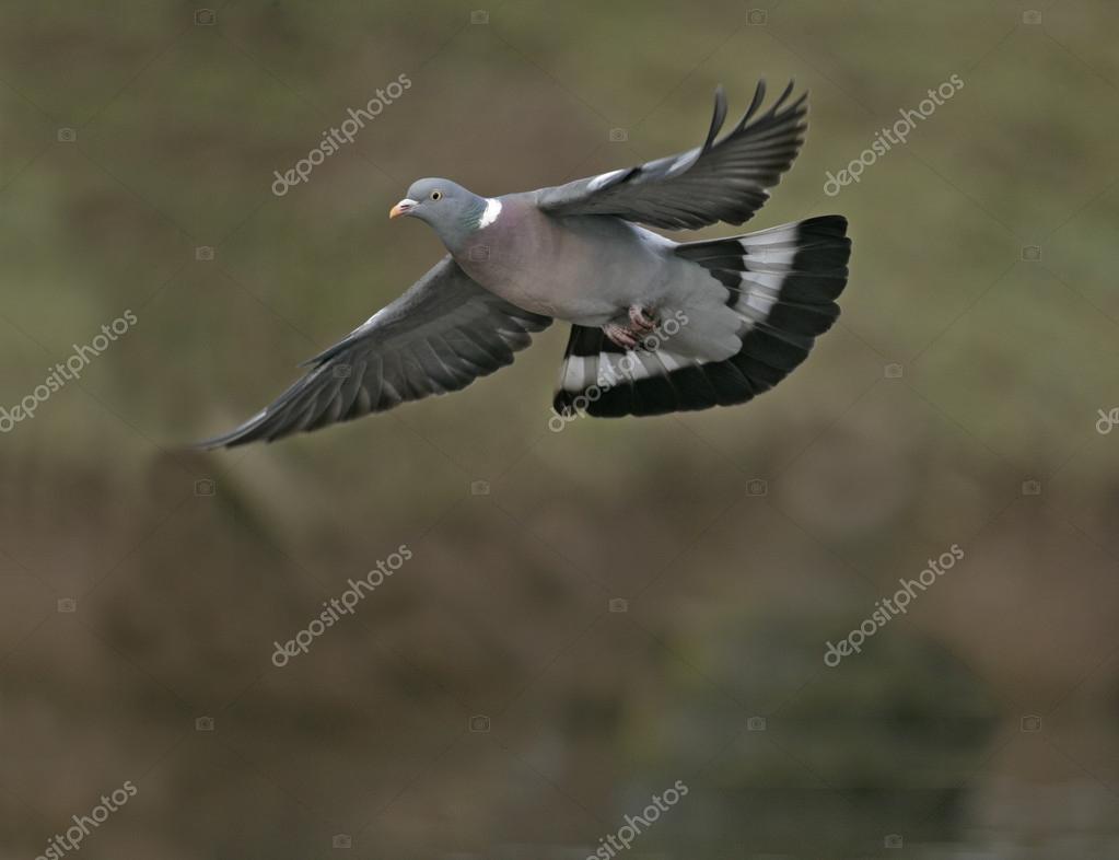 Wood Pigeon Stock Photos Royalty Free Images Depositphotos