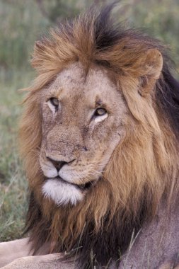Afrika aslanı, panthera leo