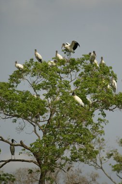 Amerikan ahşap leylek, mycteria americana