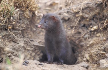 Amerikan vizon, mustela vison