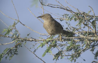 Arap yedikardeşi, turdoides squamiceps