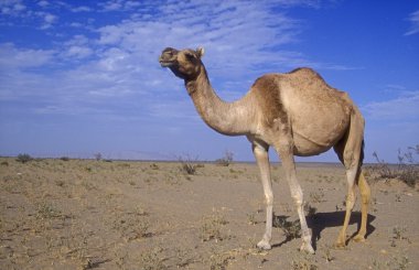 Arap veya dromedary deve, camelus dromedarius