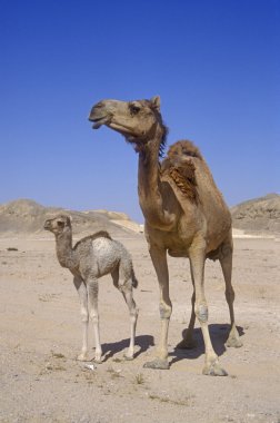 Arap veya dromedary deve, camelus dromedarius