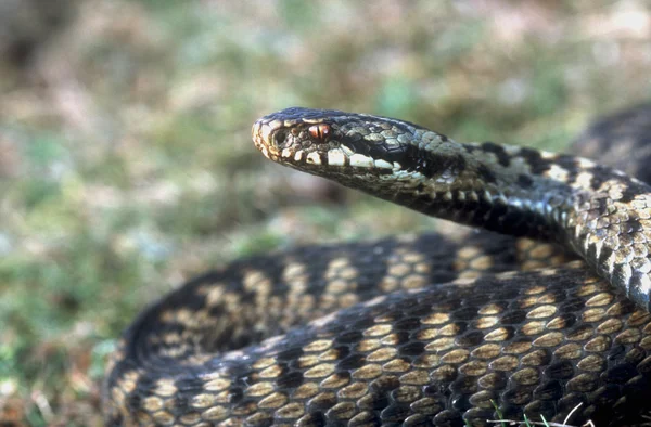 Zmije vipera berus — Stock fotografie