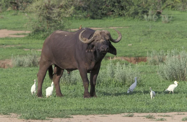 Afrikanischer Büffel, Syncerus caffer, — Stockfoto