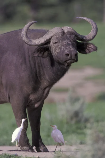 Kafferbuffel, syncerus caffer, — Stockfoto