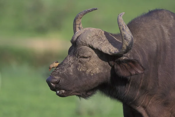 Bufalo africano, Syncerus caffer , — Foto Stock