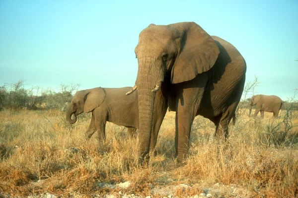 Slon africký, loxodonta africana — Stock fotografie