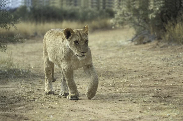 Leone africano, pantera leo — Foto Stock