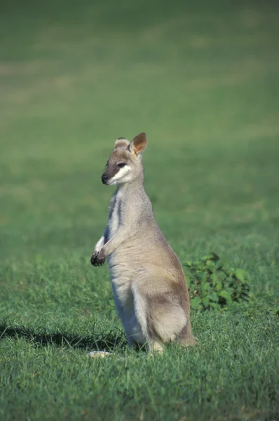 Agile Wallaby, Макропус агіліс — стокове фото