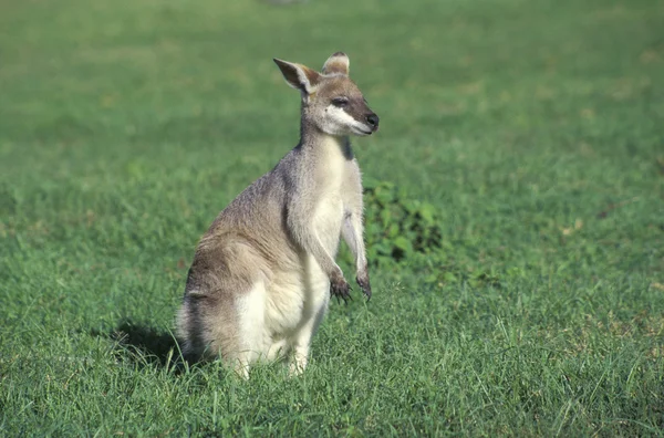 Agile wallaby, Macropus agilis — Stockfoto
