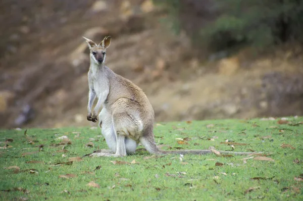 Agile wallaby, Macropus agilis — Stock Photo, Image