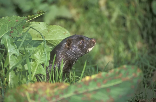 Norek americký, mustela vison — Stock fotografie