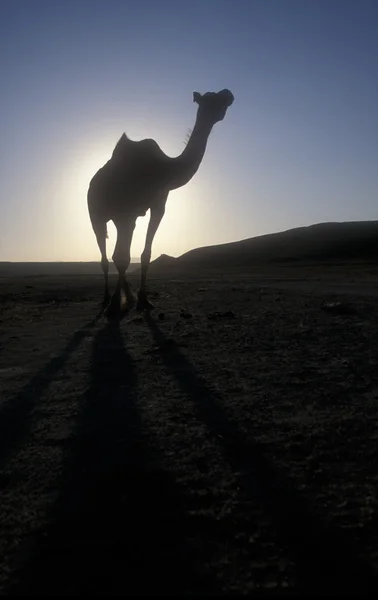 Camello árabe o dromedario, Camelus dromedarius — Foto de Stock
