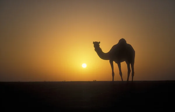 Arabian or Dromedary camel, Camelus dromedarius — Stock Photo, Image