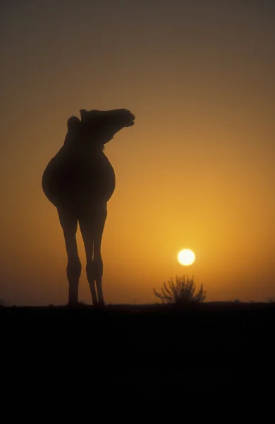 Arabisk eller romedarisk kamel, Camelus dromedarius – stockfoto
