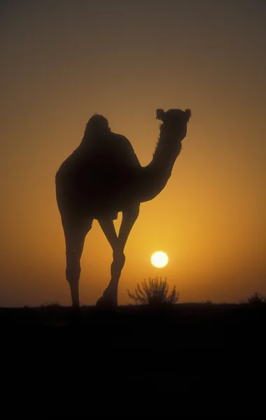 Arabisches Kamel oder Dromedar, camelus dromedarius — Stockfoto