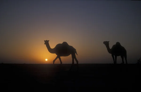 Camelo árabe ou dromedário, Camelus dromedarius — Fotografia de Stock