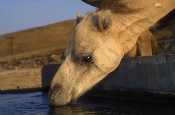 Arabisches Kamel oder Dromedar, camelus dromedarius — Stockfoto