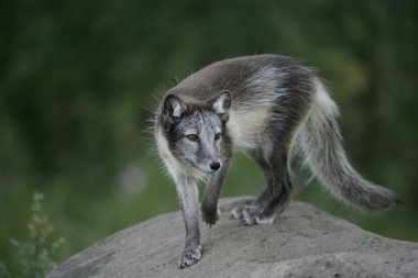 Kutup tilkisi, alopex lagopus