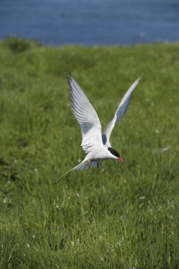 Kuzey Buz Denizi, Sterna Paradisaea