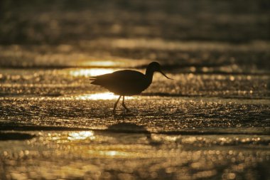 kılıçgaga, recurvirostra avosetta