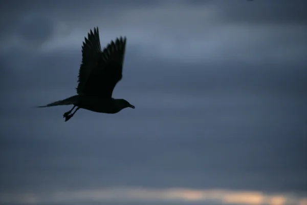 Arctic skua, Stercorarius parasiticus — Zdjęcie stockowe