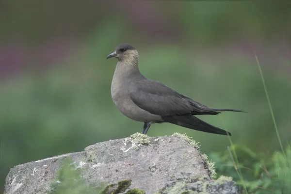 Skua ártico, Stercorarius parasiticus — Foto de Stock