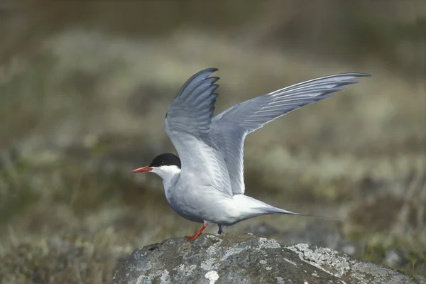 Arctic tern, Sterna paradisaea — Stock Photo, Image