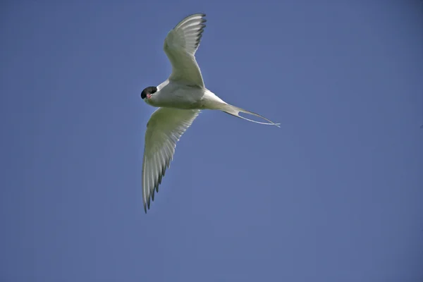 Arctic tern, Sterna paradisaea — Stock Photo, Image